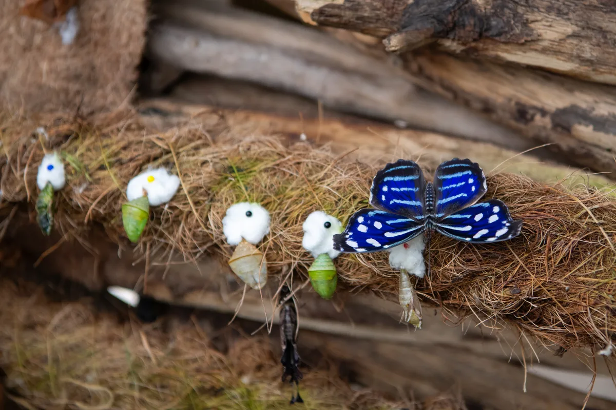 Impressionen vom Schmetterlingshaus im Gartencenter Meier in Dürnten